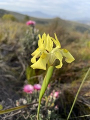 Moraea neglecta