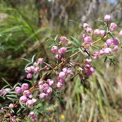 Boronia thujona