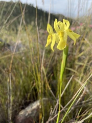 Moraea neglecta