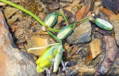 Albuca viscosa