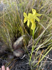 Moraea neglecta