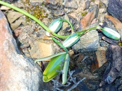 Albuca viscosa