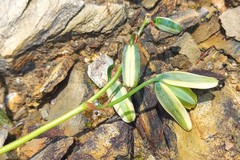 Albuca viscosa