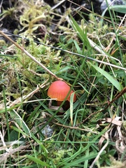 Hygrocybe insipida