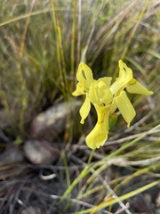 Moraea neglecta