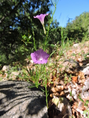 Ipomoea capillacea