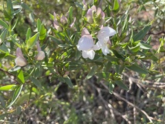 Prostanthera striatiflora