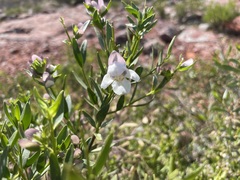 Prostanthera striatiflora