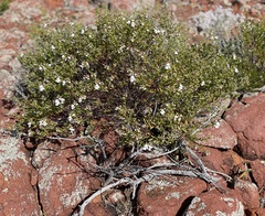 Prostanthera striatiflora