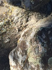 Podarcis guadarramae