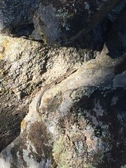 Podarcis guadarramae