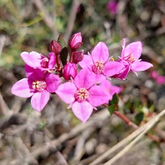 Boronia barkeriana