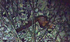 Petaurista albiventer