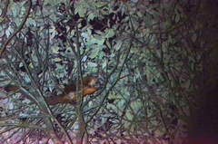 Petaurista albiventer