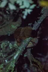 Petaurista albiventer