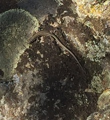 Podarcis guadarramae