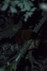 Petaurista albiventer