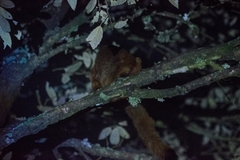 Petaurista albiventer