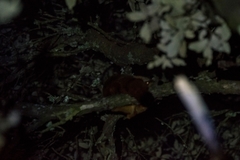 Petaurista albiventer