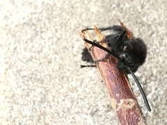 Megascolia maculata flavifrons