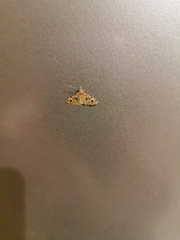 Alucita hexadactyla