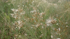 Baccharis notosergila