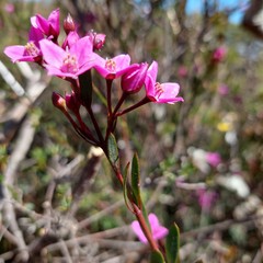 Boronia barkeriana
