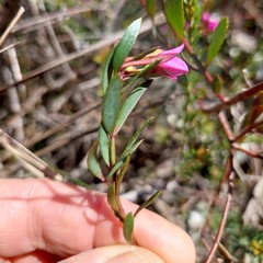 Boronia barkeriana