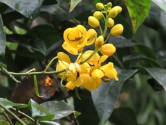 Senna viarum