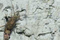Petrobius maritimus