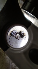 Camponotus tonkinus