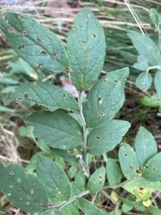 Vaccinium hirsutum
