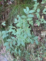 Vaccinium hirsutum