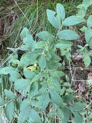 Vaccinium hirsutum
