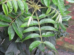 Senna viarum
