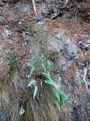 Phyteuma persicifolium