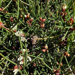 Hakea teretifolia