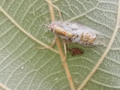 Entomophaga grylli