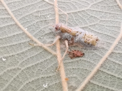 Entomophaga grylli