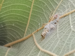 Entomophaga grylli