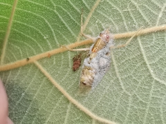 Entomophaga grylli