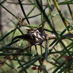 Hakea teretifolia