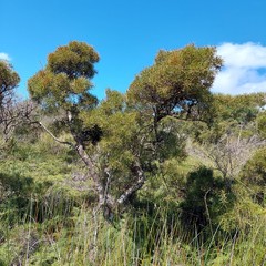 Hakea teretifolia