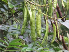Senna viarum