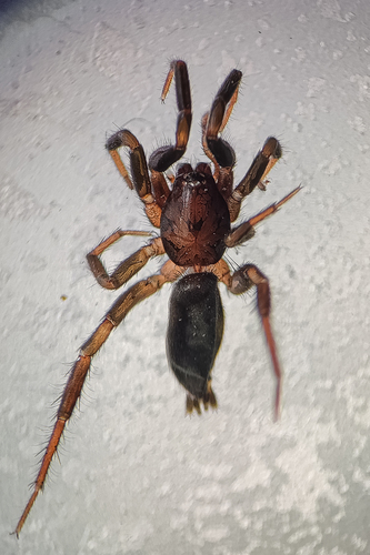 Camillina chilensis
