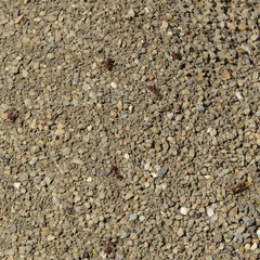 Pogonomyrmex occidentalis