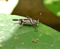 Ripipteryx rivularia