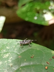 Ripipteryx rivularia