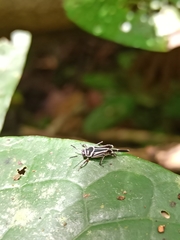 Ripipteryx rivularia