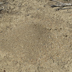 Pogonomyrmex occidentalis